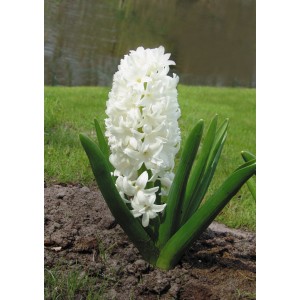 Луковица гиацинта Карнеги (Carnegie)