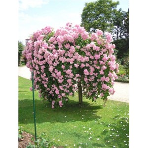 Саженцы штамбовой розы (3 шт. ) Роза Белла Вита (Bella Vita)