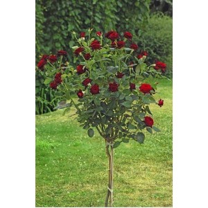 Саженцы штамбовой розы (3 шт. ) Роза Блэк Баккара (Black Baccara) 