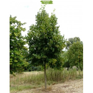 Саженцы липы Кавказская 20-40 см -  комплект 5 шт.