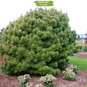 Сеянцы сосны Мугус (до 15 см.) -  комплект 5 шт.