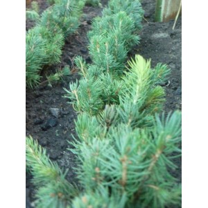 Саженец ели голубой черенок (12-25 см.)