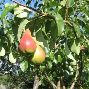 Саженец груши Мраморной