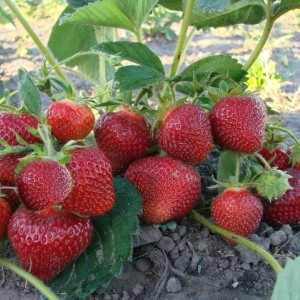 Саженец Клубники Сенсация (Средняя)