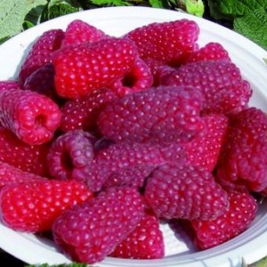 Саженец ремонтантной малины Рубиновый гигант (Красная)