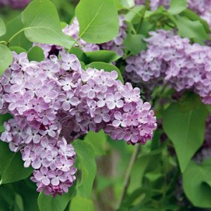 Саженец сирени Лавандер Леди (Lavander Lady)