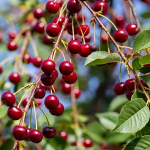 Вишня Тургеневка