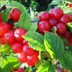 Вишня войлочная Юбилейная