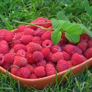 Саженец малины Киржач (Красная)